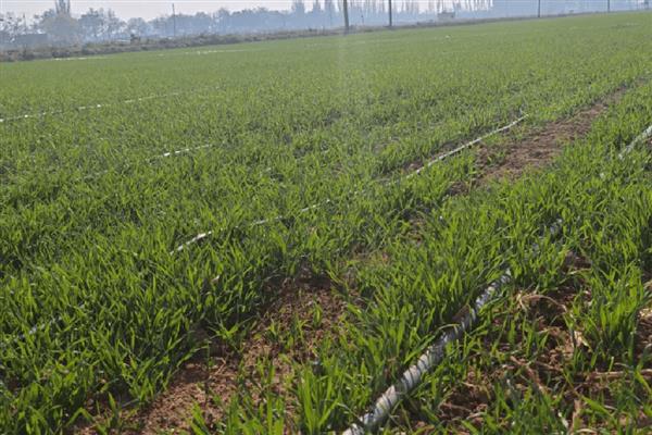 泰麦733小麦种简介，平均亩产为497.8公斤