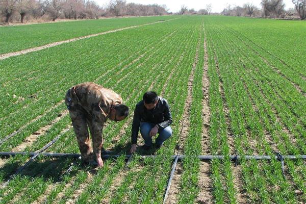 泰麦733小麦种简介，平均亩产为497.8公斤