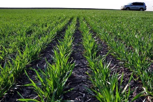 泰麦733小麦种简介，平均亩产为497.8公斤