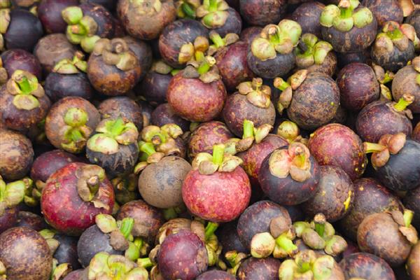 山竹几年可以挂果，通常要7-8年