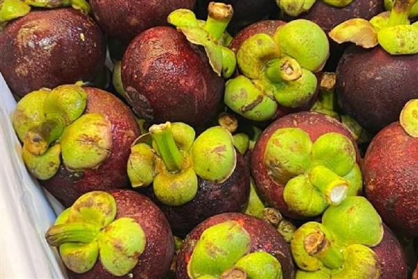 山竹几年可以挂果，通常要7-8年