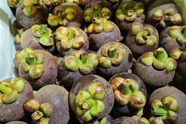 山竹几年可以挂果，通常要7-8年