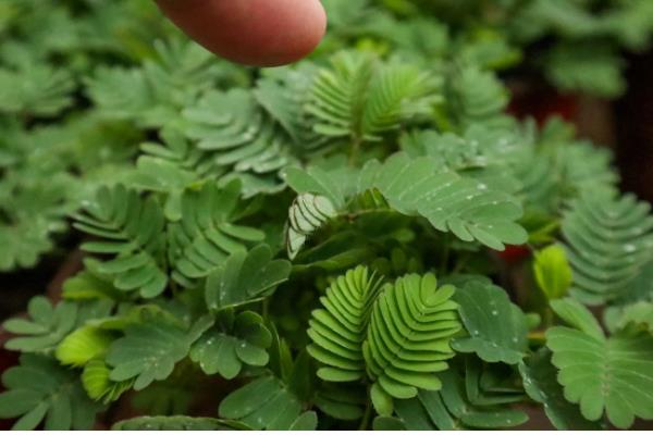 含羞草如何浇水，使用干净清洁的水质来浇灌