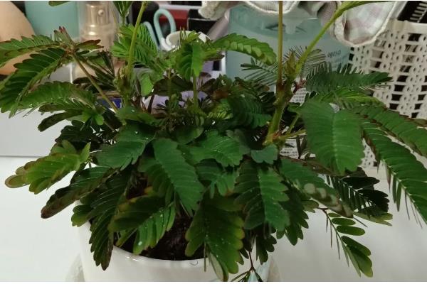 含羞草如何浇水，使用干净清洁的水质来浇灌