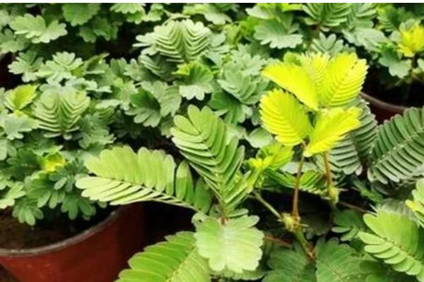 含羞草如何浇水，使用干净清洁的水质来浇灌