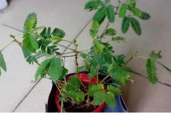 含羞草如何浇水，使用干净清洁的水质来浇灌