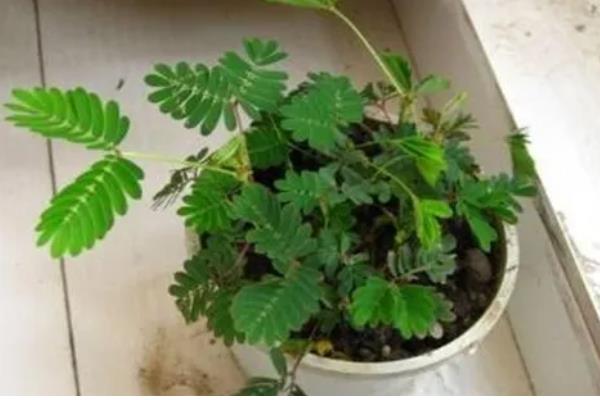 含羞草如何浇水，使用干净清洁的水质来浇灌