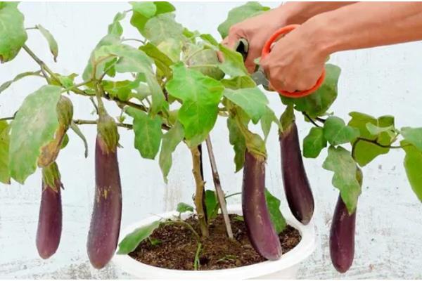 茄子如何嫁接，嫁接砧木要选择平茄、刺茄等品种