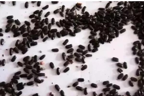 茄子如何嫁接，嫁接砧木要选择平茄、刺茄等品种