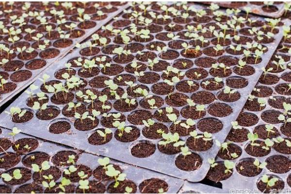 茄子如何嫁接，嫁接砧木要选择平茄、刺茄等品种