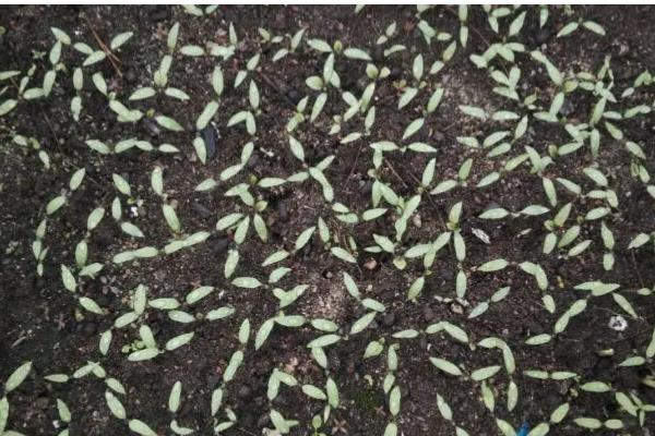 茄子如何嫁接，嫁接砧木要选择平茄、刺茄等品种