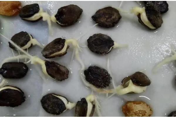 茄子如何嫁接，嫁接砧木要选择平茄、刺茄等品种