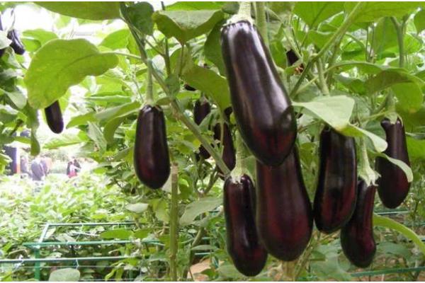 茄子如何嫁接，嫁接砧木要选择平茄、刺茄等品种