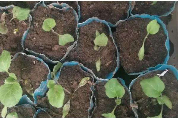 茄子如何嫁接，嫁接砧木要选择平茄、刺茄等品种