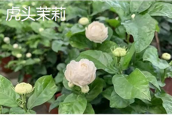 茉莉花有什么品种，虎头茉莉、宝珠茉莉等品种很常见