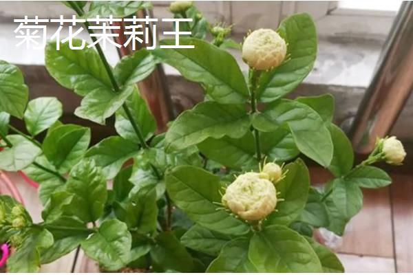 茉莉花有什么品种，虎头茉莉、宝珠茉莉等品种很常见