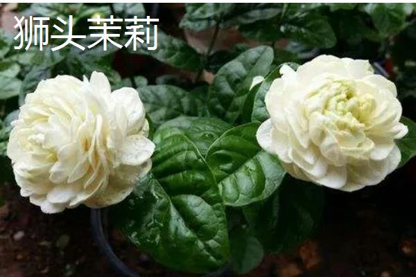 茉莉花有什么品种，虎头茉莉、宝珠茉莉等品种很常见