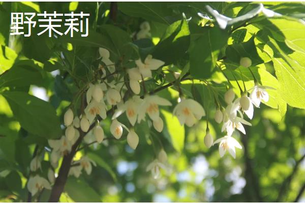 茉莉花有什么品种，虎头茉莉、宝珠茉莉等品种很常见