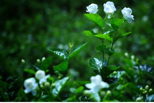 茉莉花有什么品种，虎头茉莉、宝珠茉莉等品种很常见