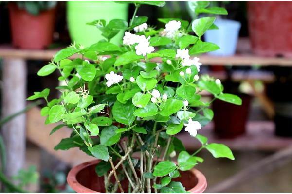 茉莉花有什么品种，虎头茉莉、宝珠茉莉等品种很常见