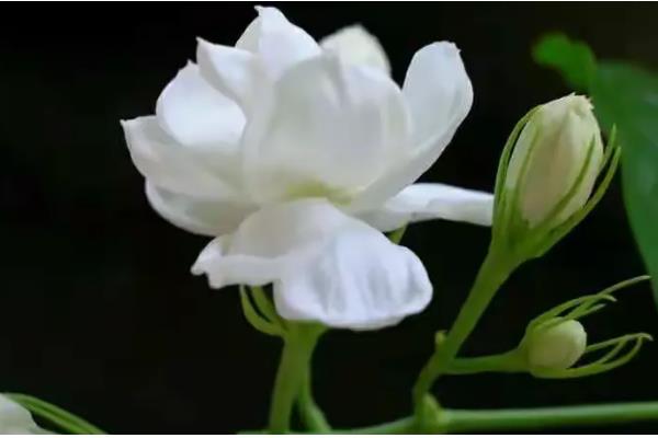 茉莉花有什么品种，虎头茉莉、宝珠茉莉等品种很常见