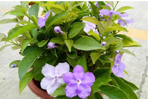 茉莉花有什么品种，虎头茉莉、宝珠茉莉等品种很常见