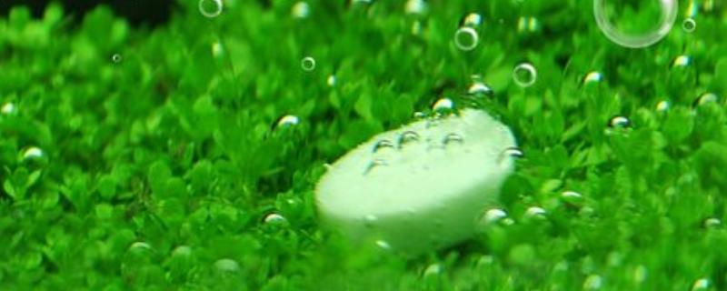 二氧化碳片养水草有没有用，无法持续提供二氧化碳还会破坏水质