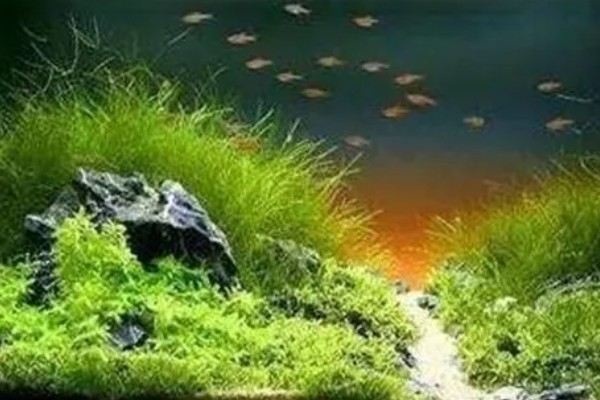 二氧化碳片养水草有没有用，无法持续提供二氧化碳还会破坏水质