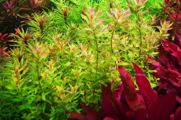 二氧化碳片养水草有没有用，无法持续提供二氧化碳还会破坏水质