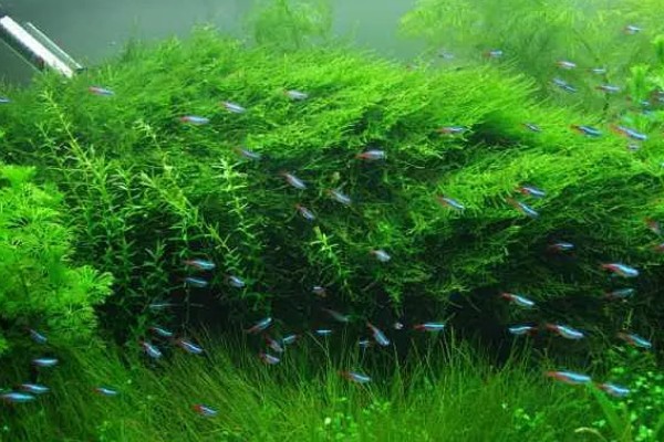 二氧化碳片养水草有没有用，无法持续提供二氧化碳还会破坏水质