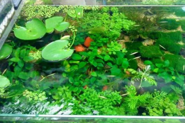 二氧化碳片养水草有没有用，无法持续提供二氧化碳还会破坏水质