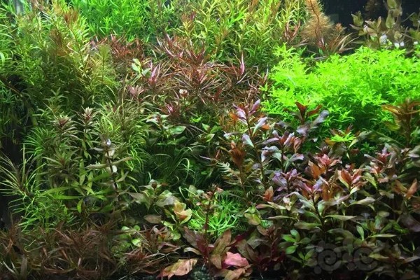 二氧化碳片养水草有没有用，无法持续提供二氧化碳还会破坏水质