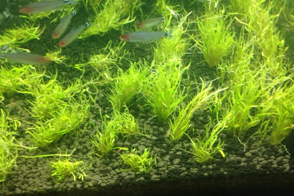 二氧化碳片养水草有没有用，无法持续提供二氧化碳还会破坏水质