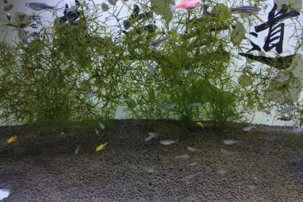 二氧化碳片养水草有没有用，无法持续提供二氧化碳还会破坏水质