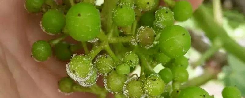 葡萄煤污病的症状，发生初期被害部位呈暗褐色小斑点