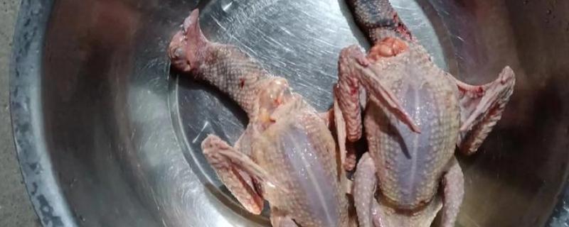 活鸽子怎么杀，把鸽子放血杀死