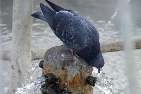 活鸽子怎么杀，把鸽子放血杀死