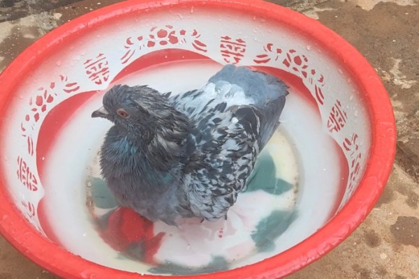 活鸽子怎么杀，把鸽子放血杀死