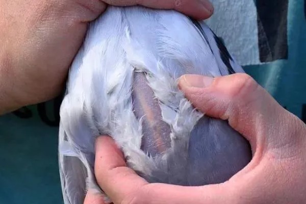 活鸽子怎么杀，把鸽子放血杀死