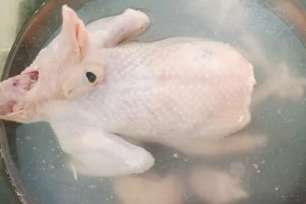 活鸽子怎么杀，把鸽子放血杀死