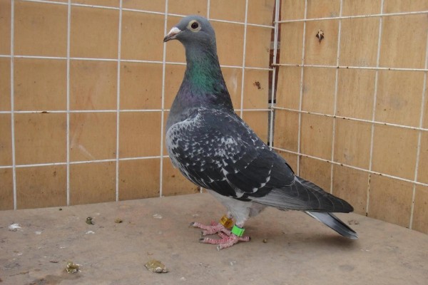 活鸽子怎么杀，把鸽子放血杀死