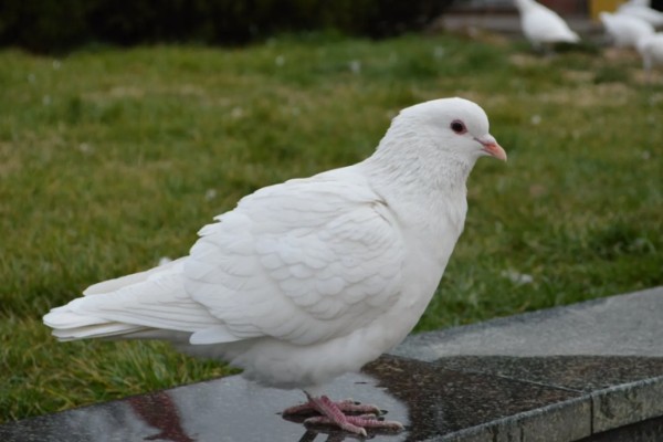 活鸽子怎么杀，把鸽子放血杀死