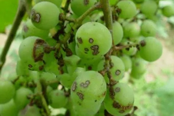 葡萄煤污病的症状，发生初期被害部位呈暗褐色小斑点