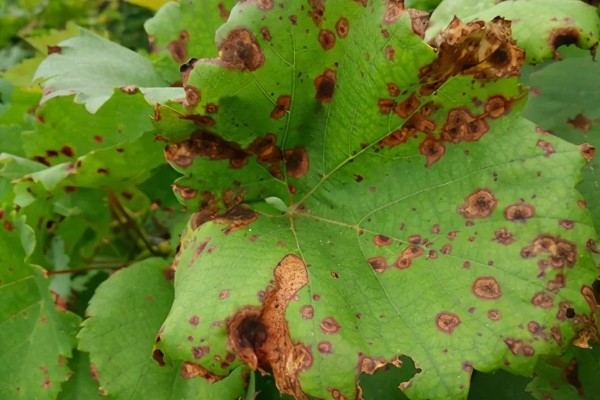 葡萄煤污病的症状，发生初期被害部位呈暗褐色小斑点