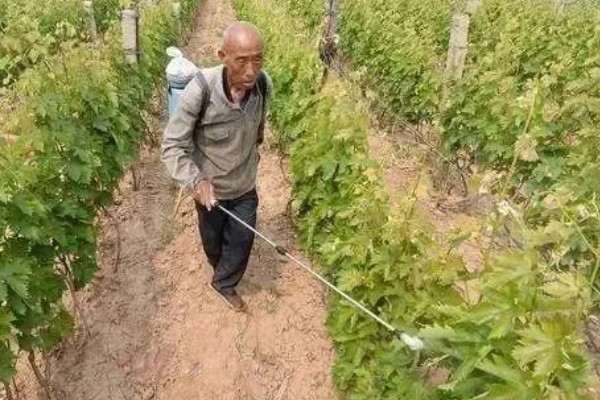 葡萄煤污病的症状，发生初期被害部位呈暗褐色小斑点