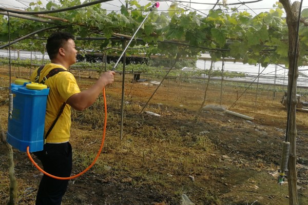 葡萄煤污病的症状，发生初期被害部位呈暗褐色小斑点