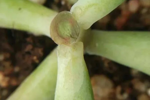 断头多肉放多久长根，需放15天左右长根