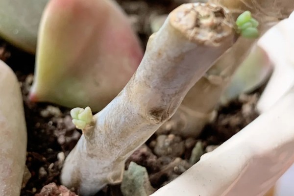 断头多肉放多久长根，需放15天左右长根