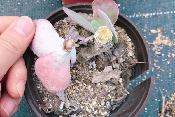 断头多肉放多久长根，需放15天左右长根