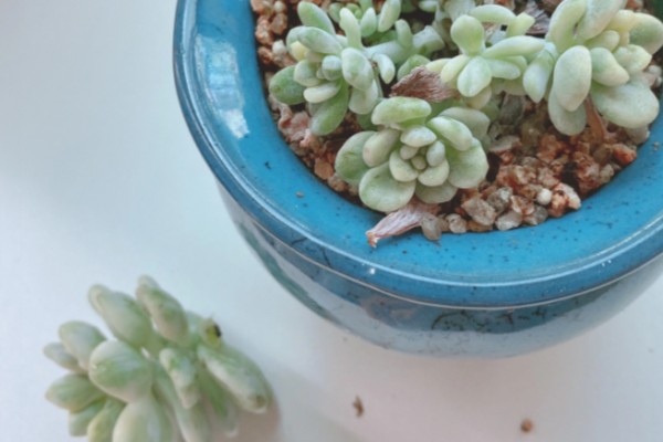 断头多肉放多久长根，需放15天左右长根